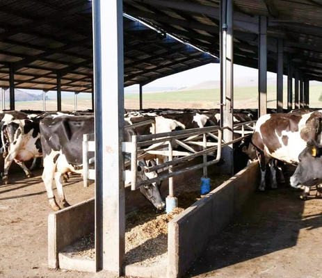 بناء هيكل فولاذي حديث خفيف الوزن للدواجن زراعة الدجاج المخابز الدجاجية حظائر الماشية